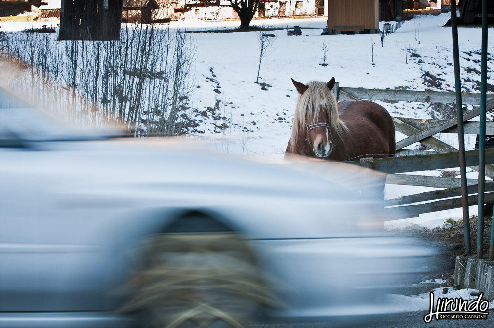 Snow_Trophy_Carbone (5)